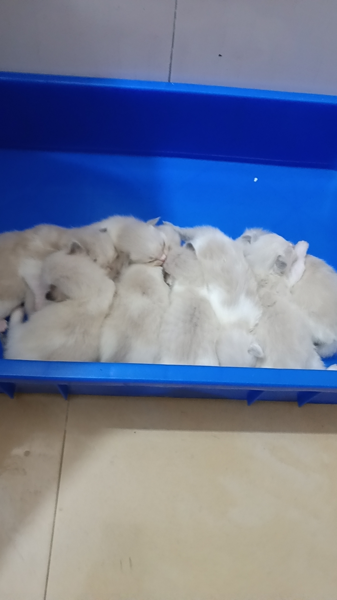 本人布偶猫都是家庭繁育，非宠物店。长期520/只出售布偶幼崽。